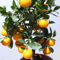Citrus Mitis